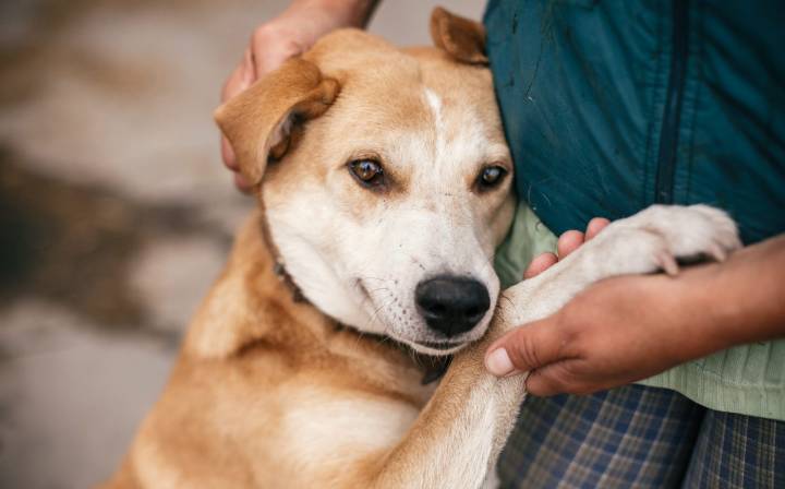 Adulto mayor cuelga y golpea a perrita en Edomex