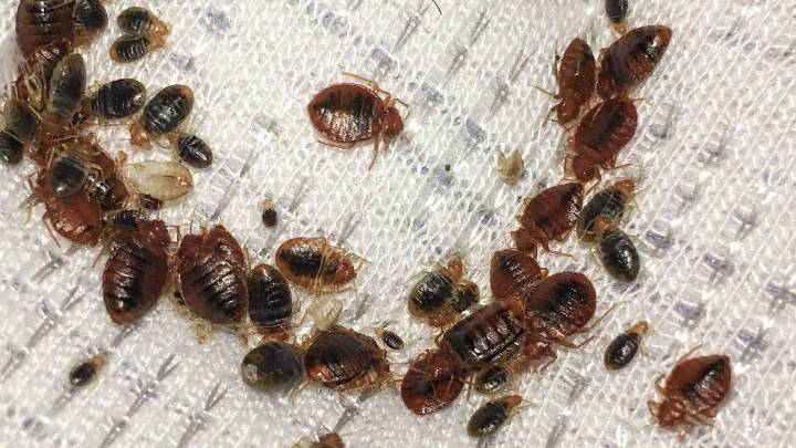 La ciencia reveló un excelente remedio casero para eliminar las chinches de tu casa