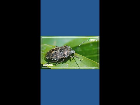 What's the best way to keep stink bugs outside your home?