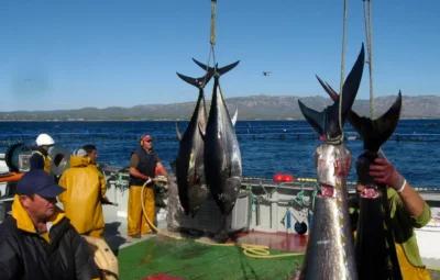 La Comisión Interamericana reduce de 72 a 64 días la veda de pesca del atún tropical