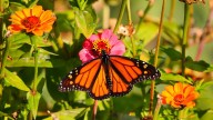 The Monarch Butterfly Is More Than an Orange Beauty