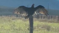 Turkey vultures caught on camera, sunbathing near Larkspur