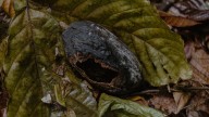 La Batalla de Don Carmen en Tabasco: Cacao en Peligro por Una Plaga Olvidada