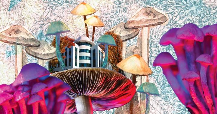 Legal Psychedelic Trips Are Likely to Double in the Current Biennium, Oregon Economists Say