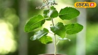 How To Stop Your Tulsi From Drying Out: Simple Tips For A Lush Green Plant This Diwali