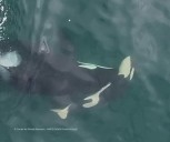 ‘Mourning the loss’: Another orca carries her dead calf through the sea near Washington