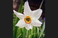 Here’s what you should be doing in your Maine garden right now 