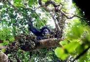 Berkley study finds chimps consume same as two glasses of wine daily