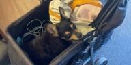 ‘It’s a miracle’: Dog OK after south Las Vegas hit