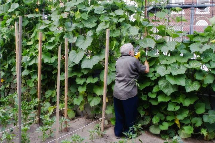 Kind of a Fig Deal: The Italian Garden Project Preserves Old World Plants, Traditions