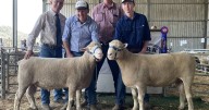 Prime lamb market surge supports 2025 Abelene Park ram sale