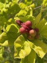 Magnolia seed pods, fall pruning and weedy iris