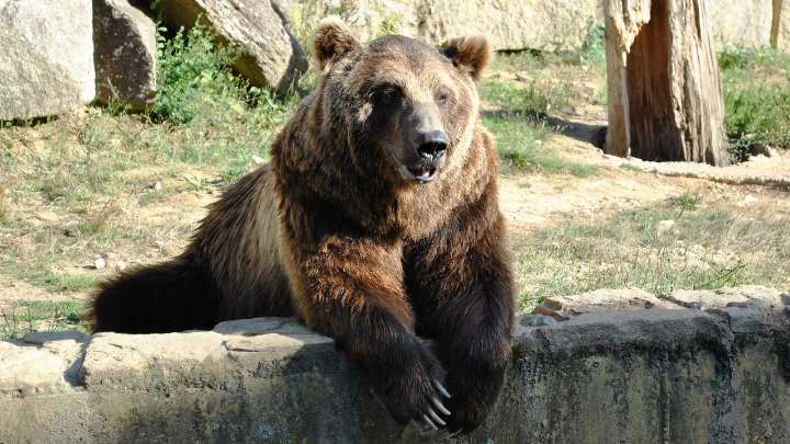 Muere a los 21 años Carmo, el reconocido oso del parque medioambiental de Vigo
