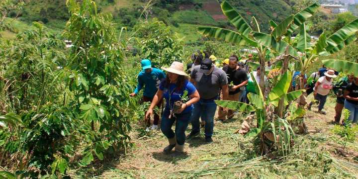 Gran Misión Madre Tierra reforestó más de 135 hectáreas en tierras venezolanas