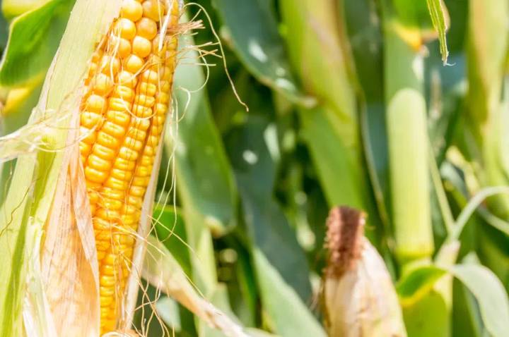 Garden Talk: Will the recent cold snap stop my corn from maturing?
