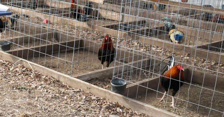 Gamefowl Commission PAC to disband after campaign finance violations