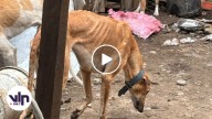 Rescatan a siete perros en condiciones deplorables en Curicó