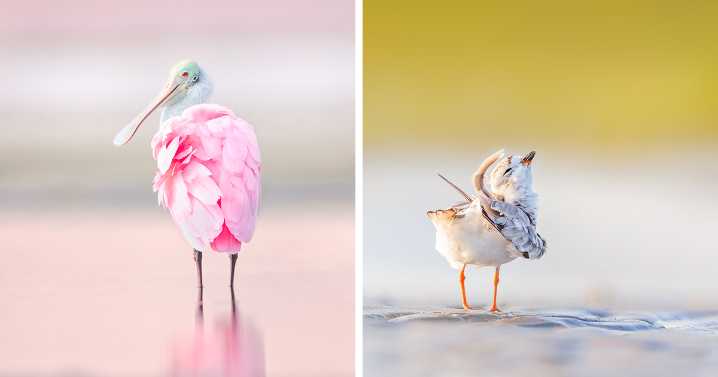 23 Stunning Bird Photos Captured By Award-Winning Photographer Kelley Luikey