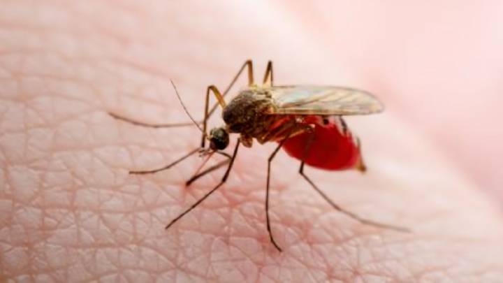 Disminuyen contagios de dengue en Nuevo León en 2025: Salud NL