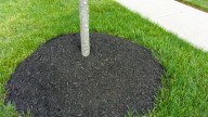 How To Landscape Under Trees Without Using Mulch Volcanoes