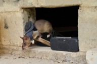 Tanzanian ‘hero rats’ help sniff out landmines and tuberculosis