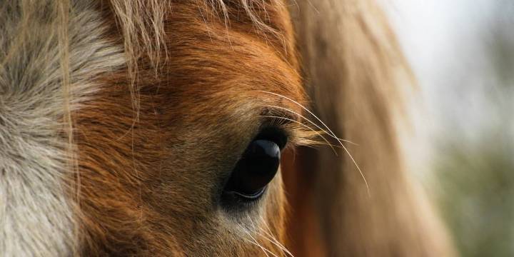 Equine therapy ranch in Douglas County at risk of closure