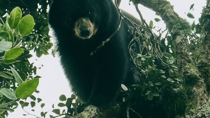 Estos son los cuidados que se deben tener en cuenta al momento de avistar a osos de anteojos en zona montañosa de Palmira