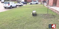 Groundhog drama in the city; neighbors free groundhog, frustrating homeowner