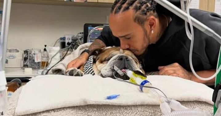 Lewis Hamilton says 'we don’t know whether he will wake from this' in heartbreaking update for dog Roscoe