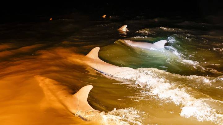 These dolphins learned to hunt alongside a Florida angler. Researchers are studying why.