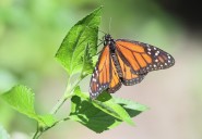 Monarch Butterflies Begin Migration Across Indiana This Fall