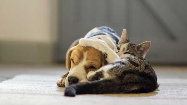 City of Pittsburgh, Humane Animal Rescue announces revamped spay and neuter program