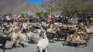 Con gran éxito se realizó el Festival del Criancero en Alto del Carmen