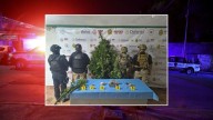 Aseguran planta de mariguana de 2 metros en cateo a casa de municipio de Veracruz