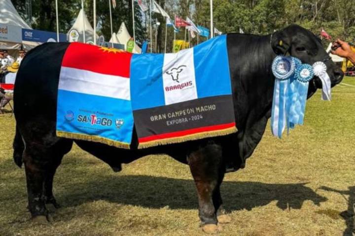 Uno de los más caros. La historia detrás de Kukal, el toro sensación por su precio