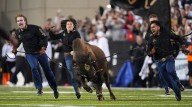 From Ralphie to Uga, live animal mascots inspire fans and create deep connections with their teams