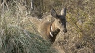 Los esfuerzos de Chile y Argentina para devolver el extinto huemul a la cordillera