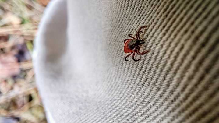 How To Identify Tick Nests Inside Your Home And Outside (And What To Do Next)