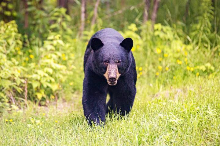 90-Year-Old Had Run-in with Bear Inside Dollar General, Kept Shopping