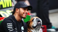 F1 driver Lewis Hamilton shares dog Roscoe died in his arms