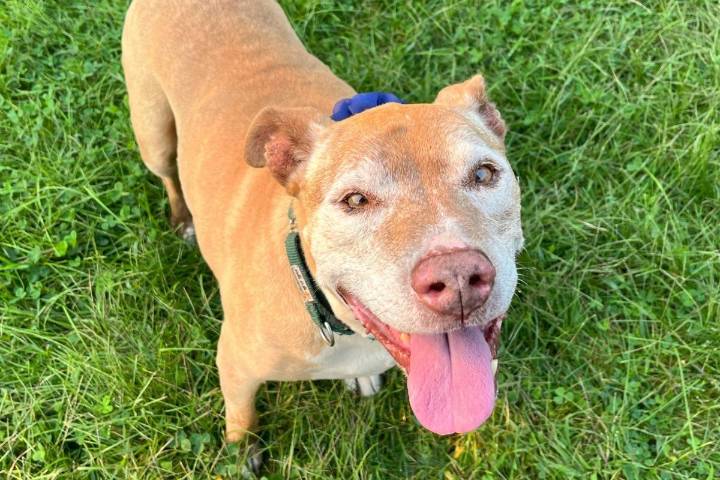 Why Older Dogs Like Casandra Make Great Companions