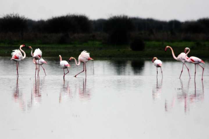 Huelva, bajo la lupa por gripe aviar: localizan aves infectadas en Doñana y activan el protocolo de prevención