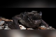 Health officials warn more people are bitten by bats across Sask