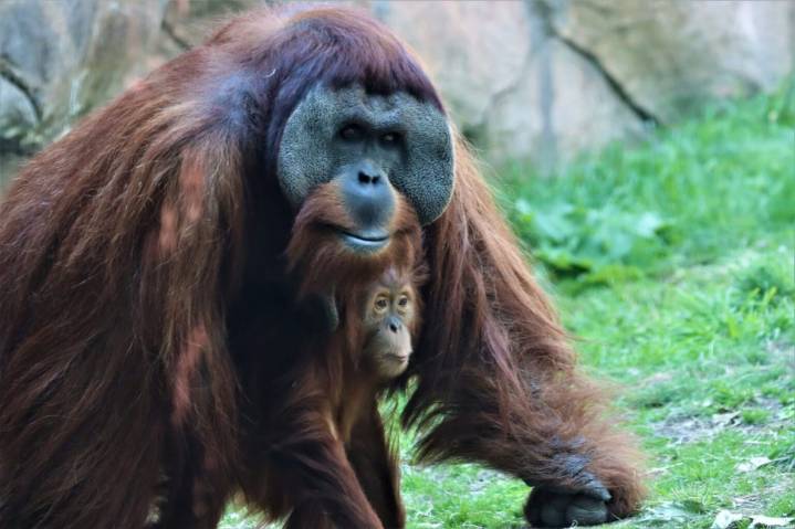 Beloved Denver Zoo orangutan and single dad Berani euthanized