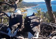 Path cleared for 50 houses near bald eagles’ habitat in Big Bear area