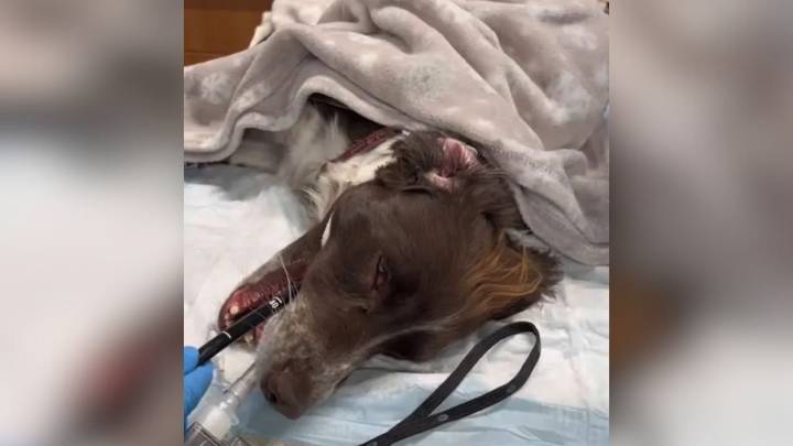 Florida Pup Swallows Something So Unexpected, Even The Vet Was Speechless