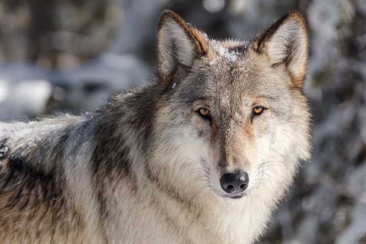 Political Whiplash Is Terrible for Wolves’ Future. But More Is Coming.