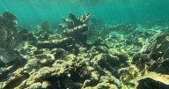 Coral reefs begin death spiral as climate tipping point nears
