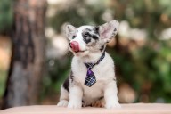 11 Compact Dog Breeds With Short Legs And Big Confidence