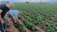 Nuevo golpe para el campo de sa Pobla: La granizada destruye la patata, ya asfixiada por la plaga de nematodos